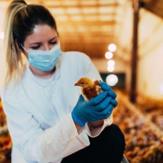 A veterinarian examines a chicken for bird flu.